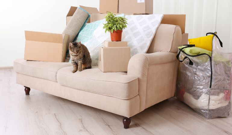 Picture of sofa with a cat and boxes on it